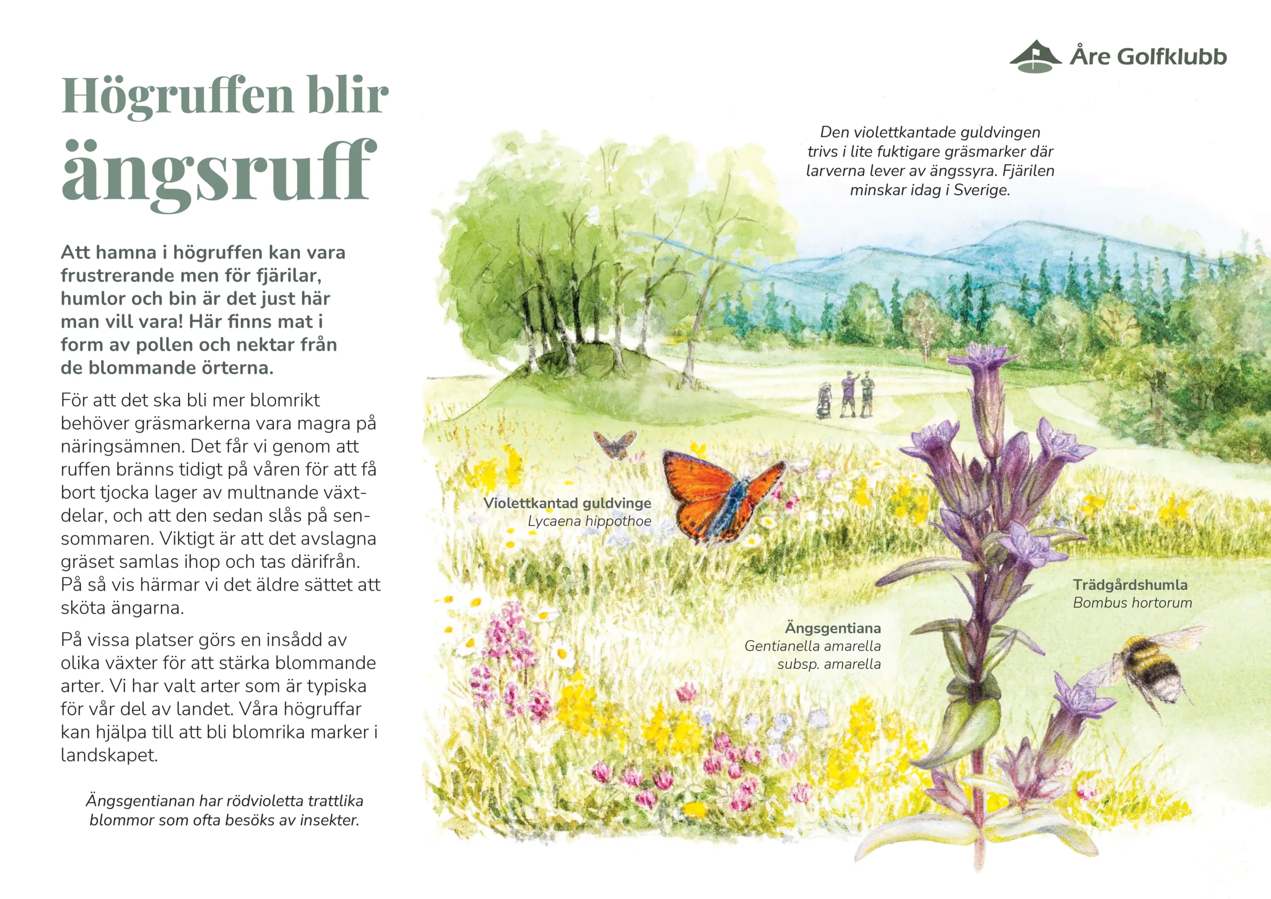 Tee 1 Högruff-ängsruff